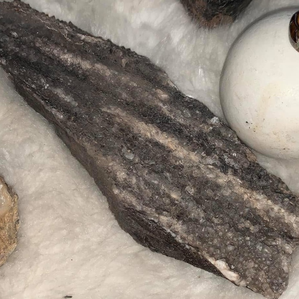 Beautiful Larger Alabama Petrified Druzy Wood 🪵